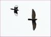 황조롱이를 쫓아내는 까치 | 황조롱이 Falco tinnunculus (Common Kestrel)