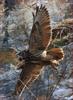 Present For You !! | 수리부엉이 Bubo bubo (Eurasian Eagle Owl)