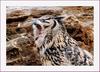 아이구 졸립다, | 수리부엉이 Bubo bubo (Eurasian Eagle Owl)