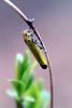 끝검은말매미충 Bothrogonia japonica (Black-tipped leafhopper)