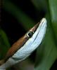 Misc Snakes - Brown Vine Snake (Oxybelis aeneus)001