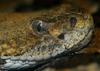 Misc Snakes - Canebrake Rattlesnake (Crotalus horridus atricaudatus)zzz