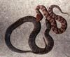 Misc Snakes - Eastern Cottonmouth and Northern watersnake 0005