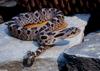 Misc Snakes - Eastern Hognose Snake (Heterodon platirhinos)003