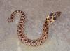 Misc Snakes - Eastern Hognose Snake 003lr