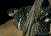 Misc Snakes - Mangrove Snake (Boiga dendrophila) 1