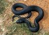 Misc Snakes - Melanistic Eastern Hognose Snake (Heterodon platirhinos) 001232