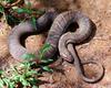 Misc Snakes - Northern water snake (Nerodia sipedon sipedon)001lr