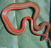 Misc Snakes - Storeria occipitomaculata occipitomaculata (Northern Red-bellied Snake)324