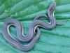 Misc Snakes - queen snake (Regina septemvittata) 2