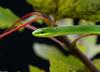 Misc Snakes - Rough Green Snake (Opheodrys aestivus aestivus)