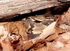Misc Snakes - Timber Rattlesnake (Crotalus horridus horridus)303