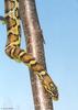 Misc Snakes - jungle corn snake