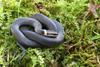 Misc Snakes - Northern Ringneck Snake (Diadophis punctatus edwardsii) 004
