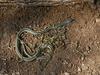 Misc Snakes - Western Ribbon Snake (Thamnophis proximus)001