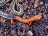 Misc Snakes - garter snake and longtail salamander