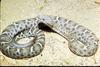 Mexican Ridge-nosed Rattlesnake (Crotalus willardi obscurus)