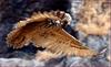 어미 부엉새가 입에 문 것은...? | 수리부엉이 Bubo bubo (Eurasian Eagle Owl)