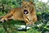 LION (