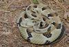 Mics critters - Timber Rattlesnake (Crotalus horridus horridus)