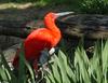 Mics critters - Scarlet Ibis (Eudocimus ruber)
