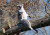 Mics critters - Ring Tailed Lemur (Lemur catta)267