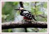 오색딱다구리 | 오색딱다구리 Dendrocopos major (Great Spotted Woodpecker)
