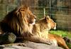 - LIONS' COUPLE - (