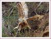 방향전환 | 수리부엉이 Bubo bubo (Eurasian Eagle Owl)