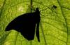 Butterfly, Costa Rica [REUTERS 2005-05-12]