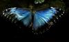 Blue Morpho Butterfly, Costa Rica [REUTERS 2005-05-12]