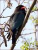 파랑새 | 파랑새 Eurystomus orientalis (Broad-billed Roller)