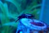 홍다리사슴벌레 Nipponodorcus rubrofemoratus (Red-legged Stag Beetle)