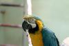청황금강앵무 Ara ararauna (Blue-and-yellow Macaw)