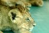 새끼 아프리카사자 Panthera leo (African lion cub)