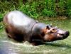 Hippopotamus (