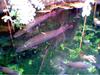 TROPICAL PLANTS & LARGE AMAZON FISHES