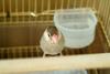 문조 Padda oryzivora (Java Sparrow)