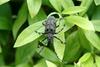 털두꺼비하늘소 Moechotypa diphysis (Hairy Long-horned Toad Beetle)