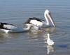 Synchronised Swimming 1 - Australian pelicans
