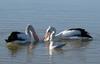 Synchronised Swimming 4 - Australian pelicans