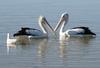 Synchronised Swimming 5 - Australian pelicans