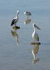 A different angle - Australian pelicans