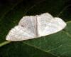 Scopula nigropunctata (Sub-angled Wave Moth)