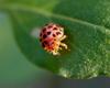 Ladybug or Leafbug