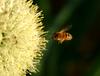 Honeybee approaching stone-leek flower