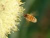 Honeybee approaching stone-leek flower