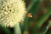 파꽃과 꿀벌 (Honeybee & stone-leek flower)