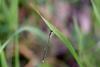 실잠자리 (Damselfly) --> 아시아실잠자리 수컷 Ischnura asiatica (Asiatic Bluetail Damselfly)