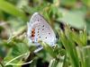 Everes argiades (Short-tailed Blue Butterfly)